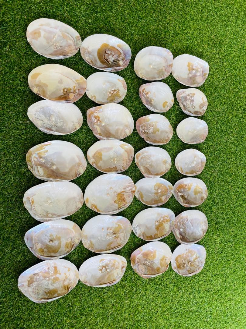 天然白蝶貝 シェル皿 25枚セット インテリア装飾用