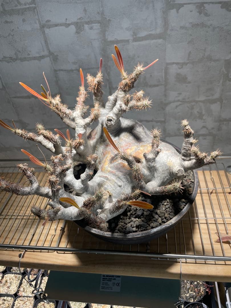 パキポディウム　グラキリス　現地株　大株　発根済み