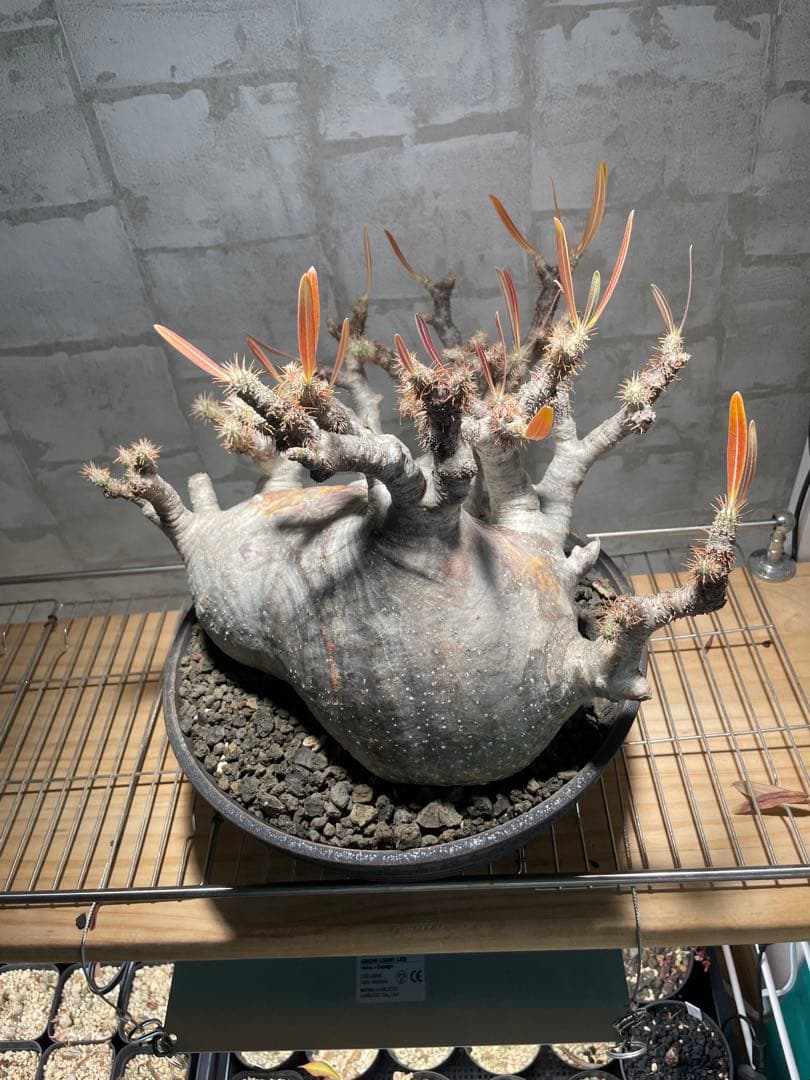 パキポディウム　グラキリス　現地株　大株　発根済み