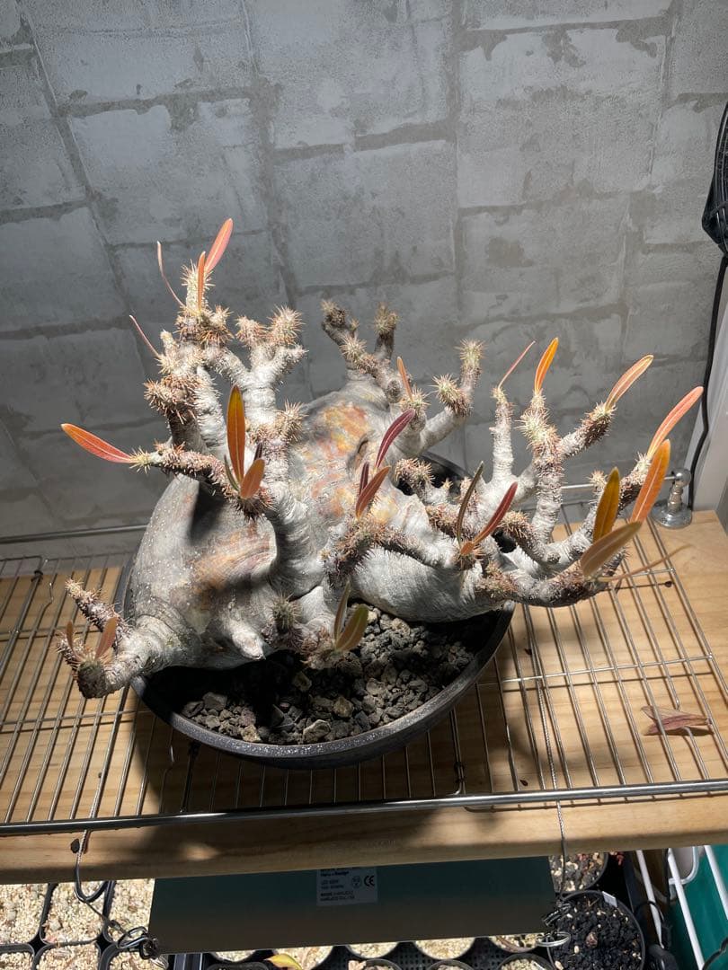 パキポディウム　グラキリス　現地株　大株　発根済み