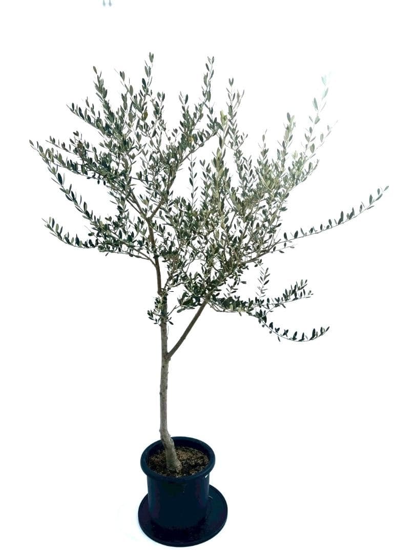 オリーブの木　マンザニロ　10号　約180cm　NO.880　人気品種　現品掲載