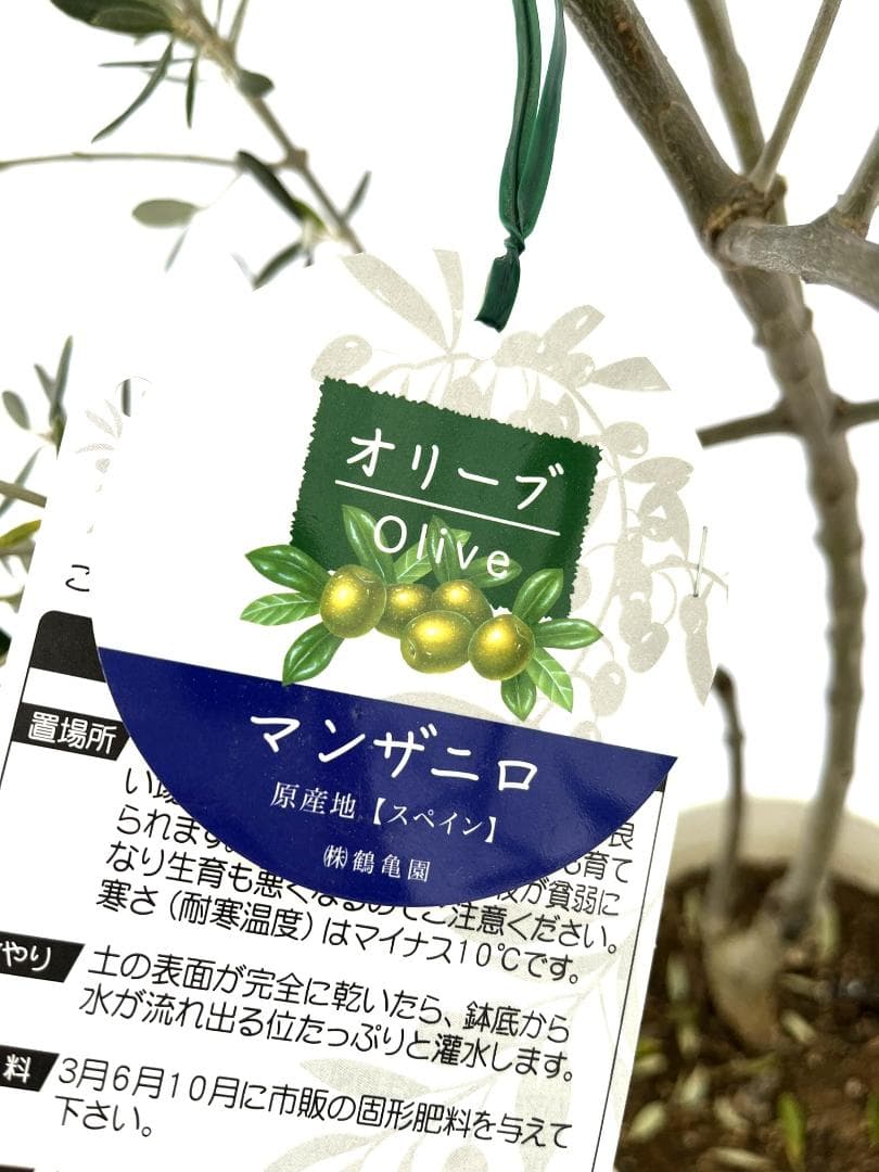 オリーブの木　マンザニロ　10号　約180cm　NO.880　人気品種　現品掲載