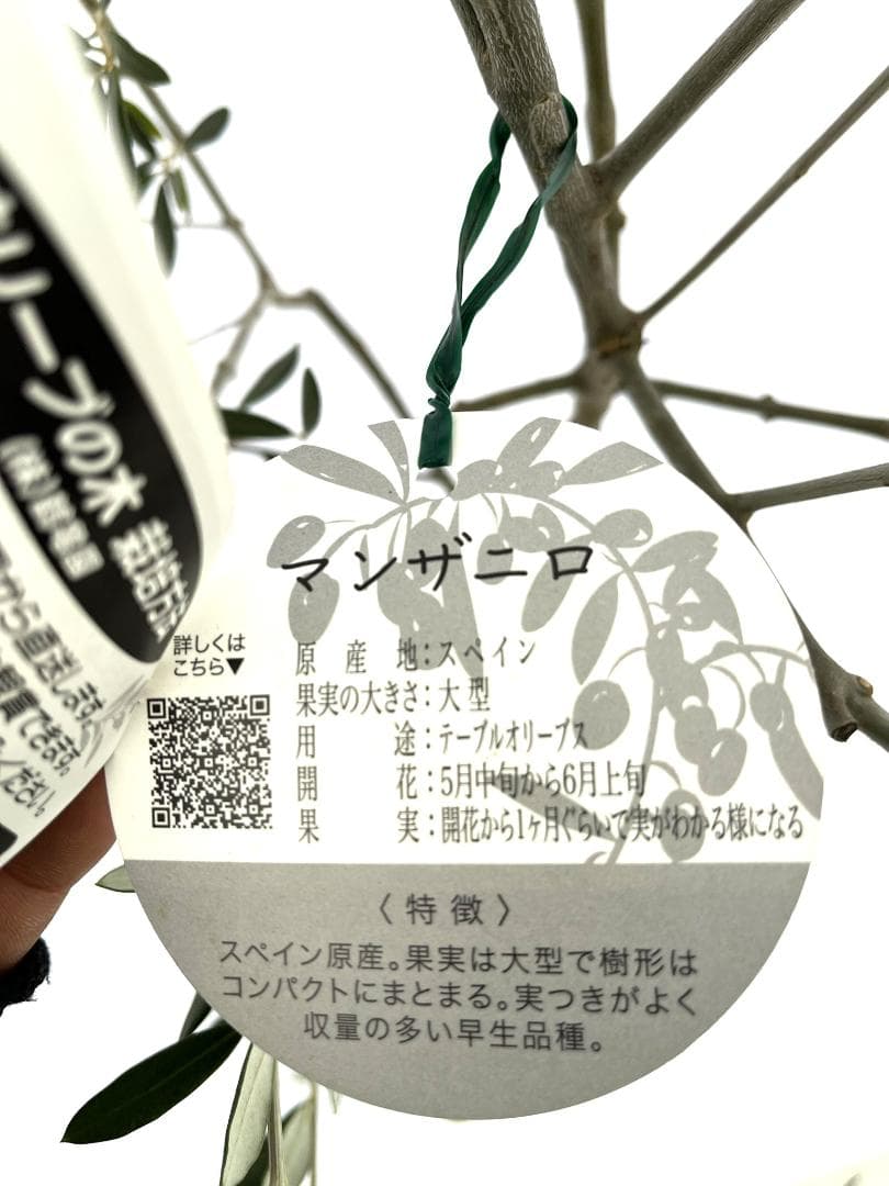 オリーブの木　マンザニロ　10号　約180cm　NO.880　人気品種　現品掲載