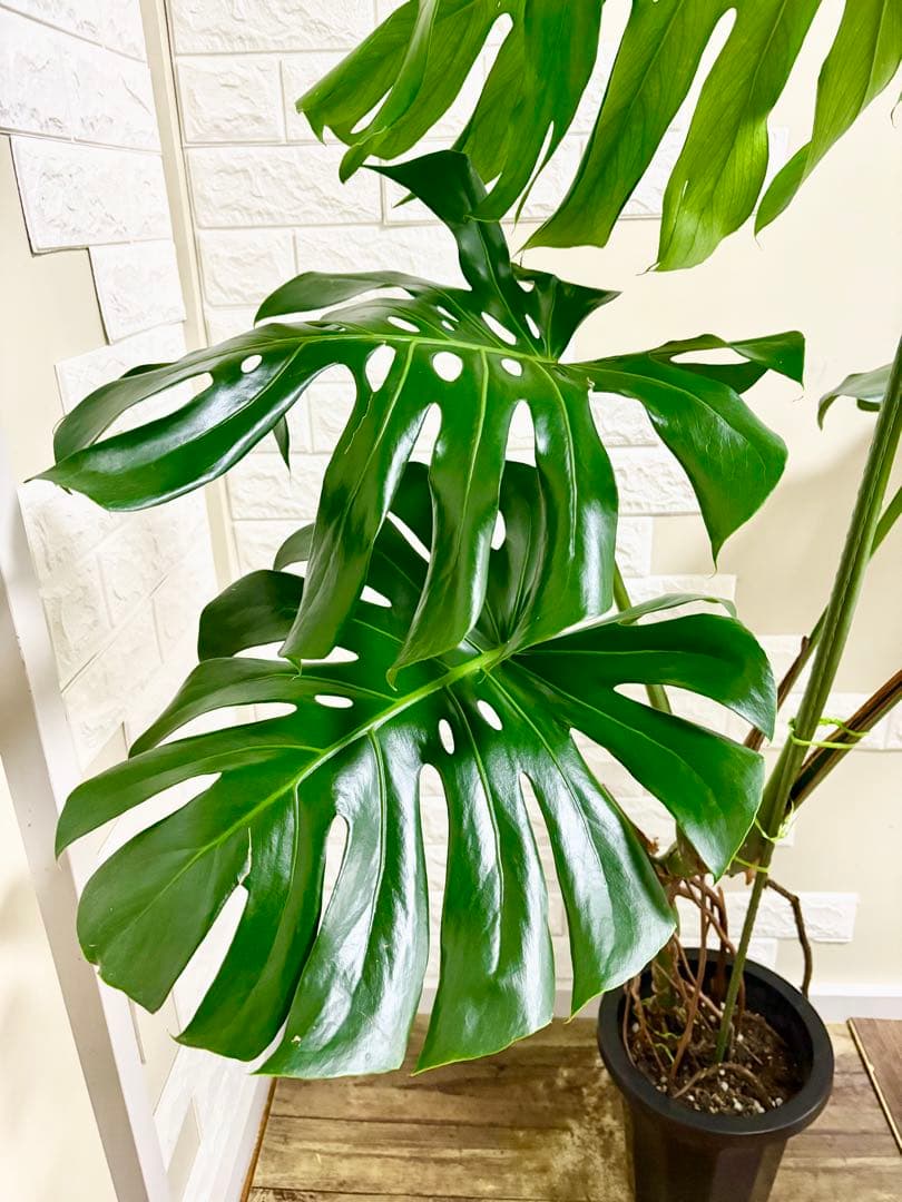 モンステラ⭐️根上がり⭐️特大サイズ　観葉植物