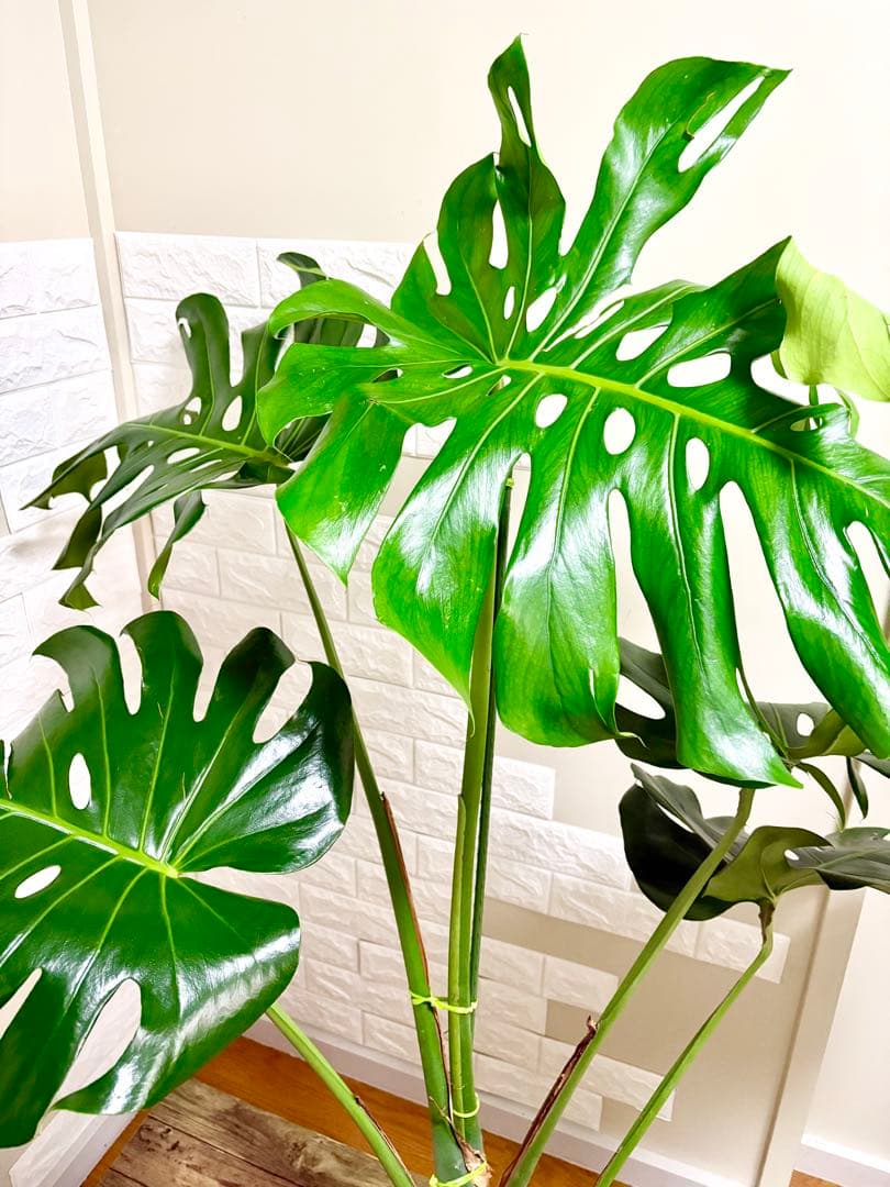 モンステラ⭐️根上がり⭐️特大サイズ　観葉植物