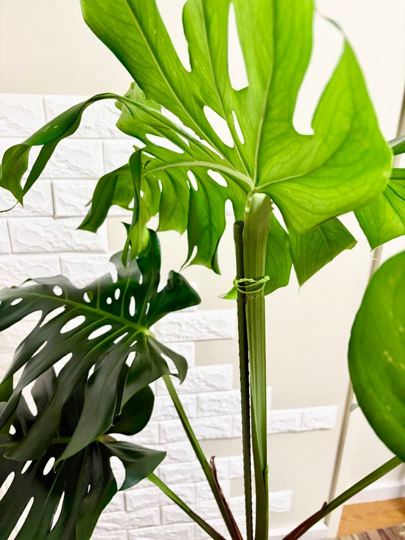 モンステラ⭐️根上がり⭐️特大サイズ　観葉植物