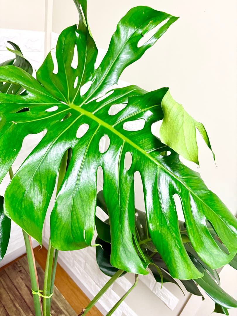 モンステラ⭐️根上がり⭐️特大サイズ　観葉植物