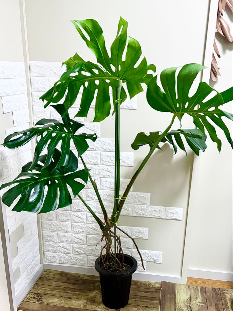 モンステラ⭐️根上がり⭐️特大サイズ　観葉植物