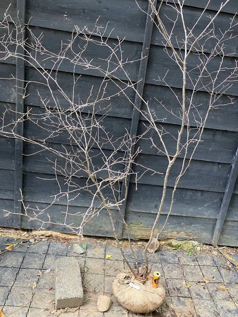 300 山採り　ナツハゼ