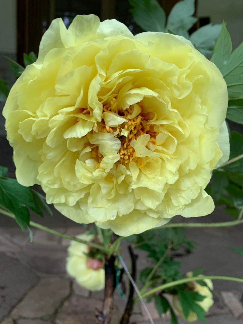 ボタン牡丹 金晃 鉢ごと発送