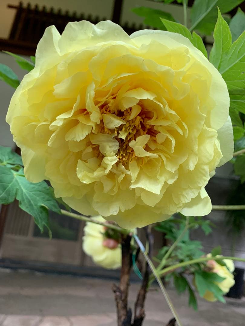 ボタン牡丹 金晃 鉢ごと発送