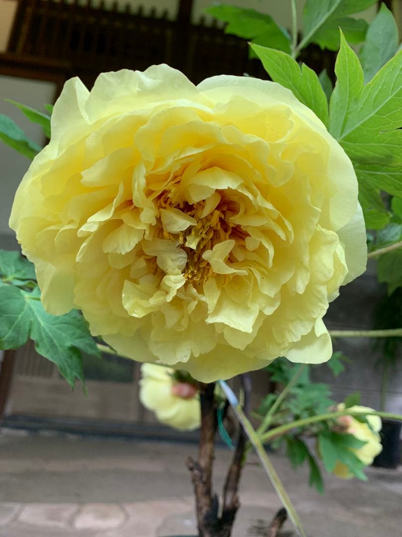 ボタン牡丹 金晃 鉢ごと発送