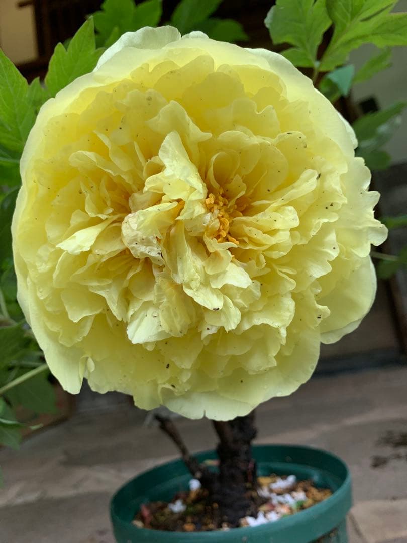 ボタン牡丹 金晃 鉢ごと発送