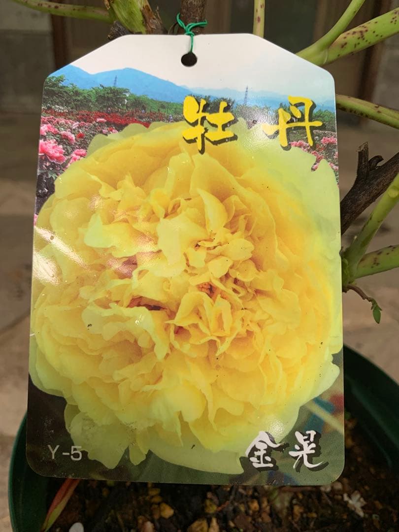 ボタン牡丹 金晃 鉢ごと発送