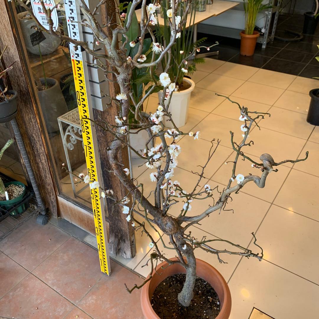 雲竜梅　ウンリュウバイ 10号 1