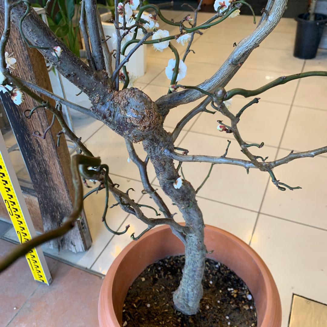 雲竜梅　ウンリュウバイ 10号 1