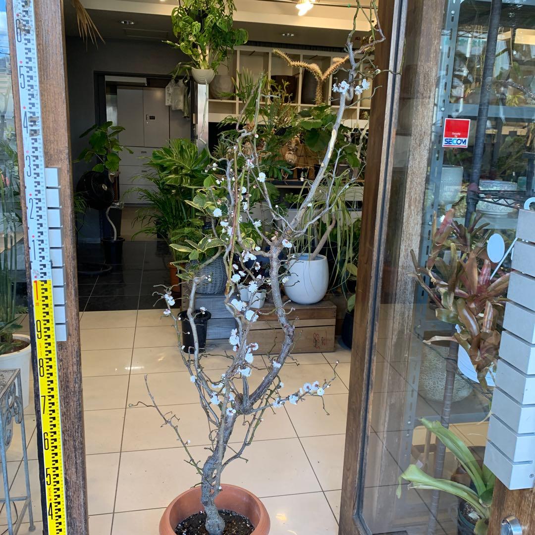 雲竜梅　ウンリュウバイ 10号 1