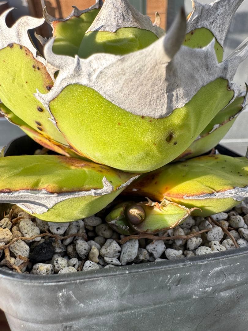 アガベ　チタノタ　白犀牛　子株