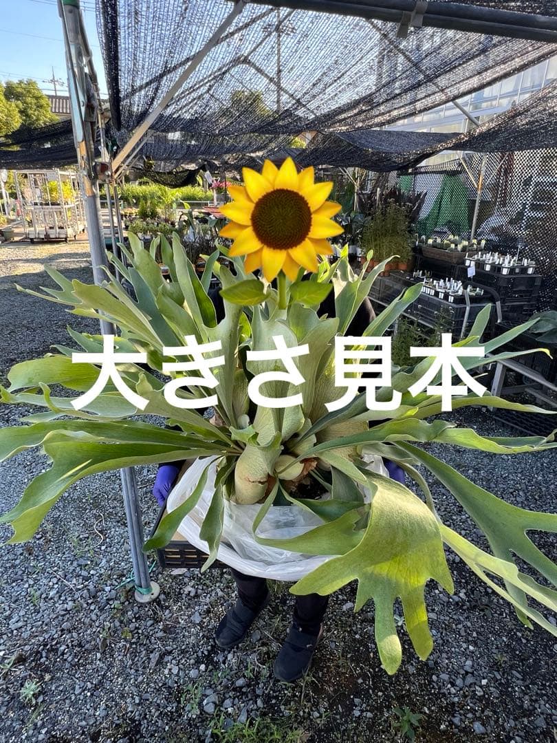 特大size 【ビカクシダ ネザーランド】 現物発送