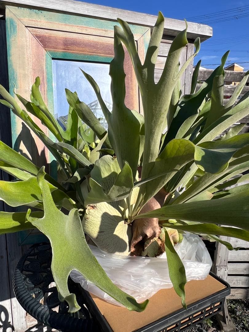 特大size 【ビカクシダ ネザーランド】 現物発送