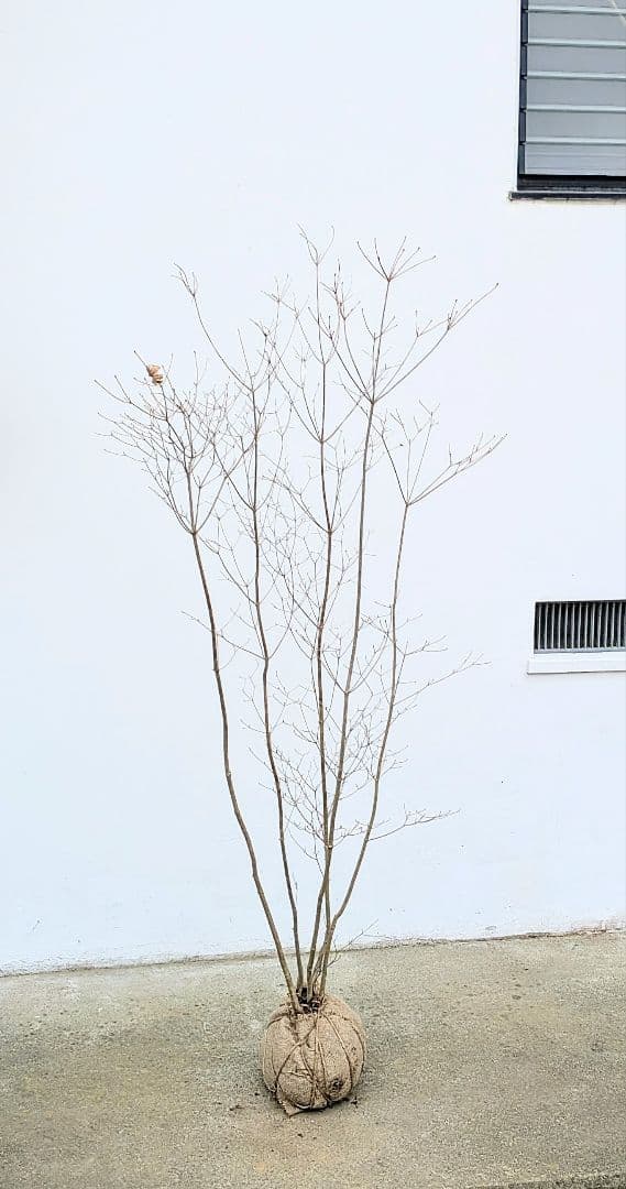 素性良好。山採りドウダンツツジ。