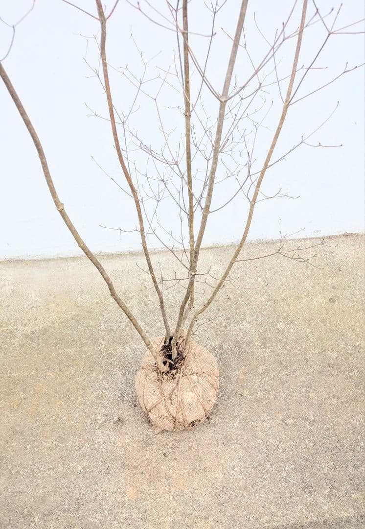 素性良好。山採りドウダンツツジ。