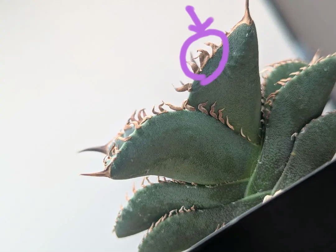 1株限定 オテロイ 現地球のOC子株 2、3又連棘系 発根活着済