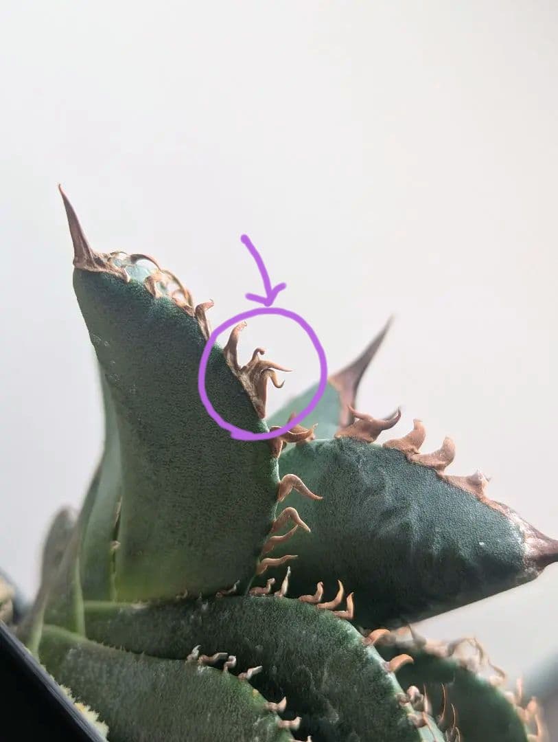 1株限定 オテロイ 現地球のOC子株 2、3又連棘系 発根活着済