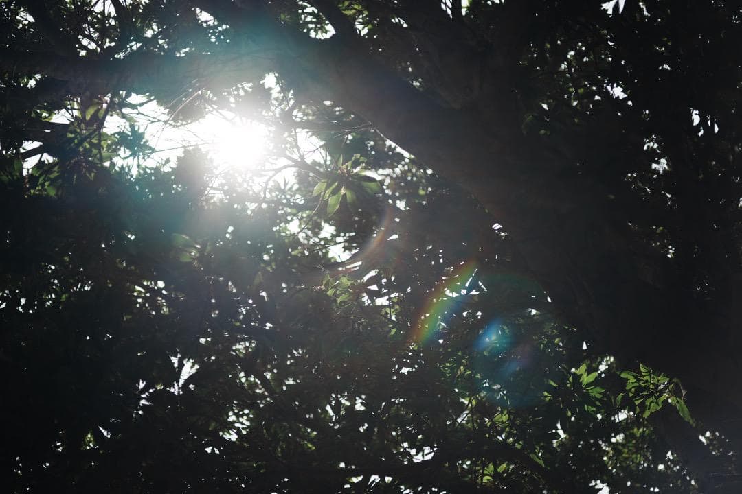 レンズ(単焦点) Carl Zeiss Makro Planar 60mm F2.8 C mmj