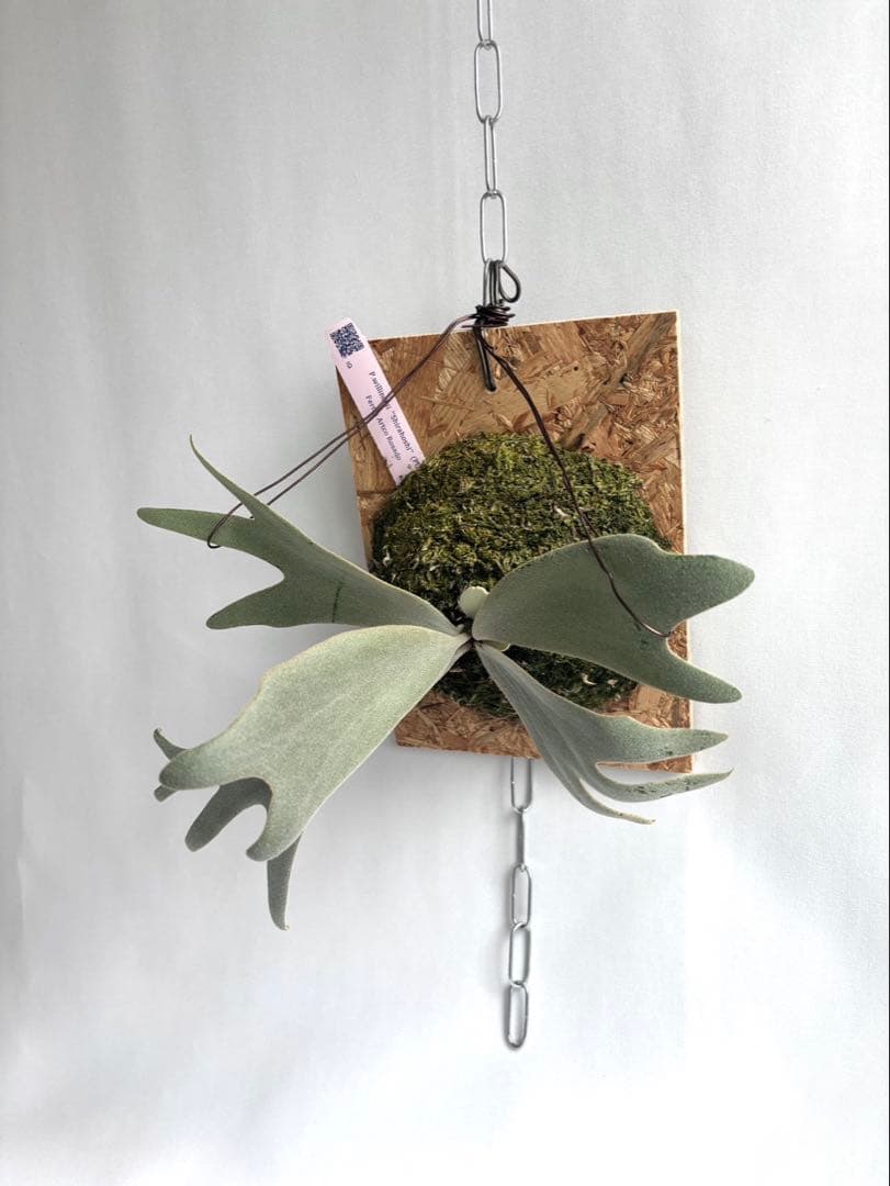 P.willinckii “Shirahoshi” (PUP)