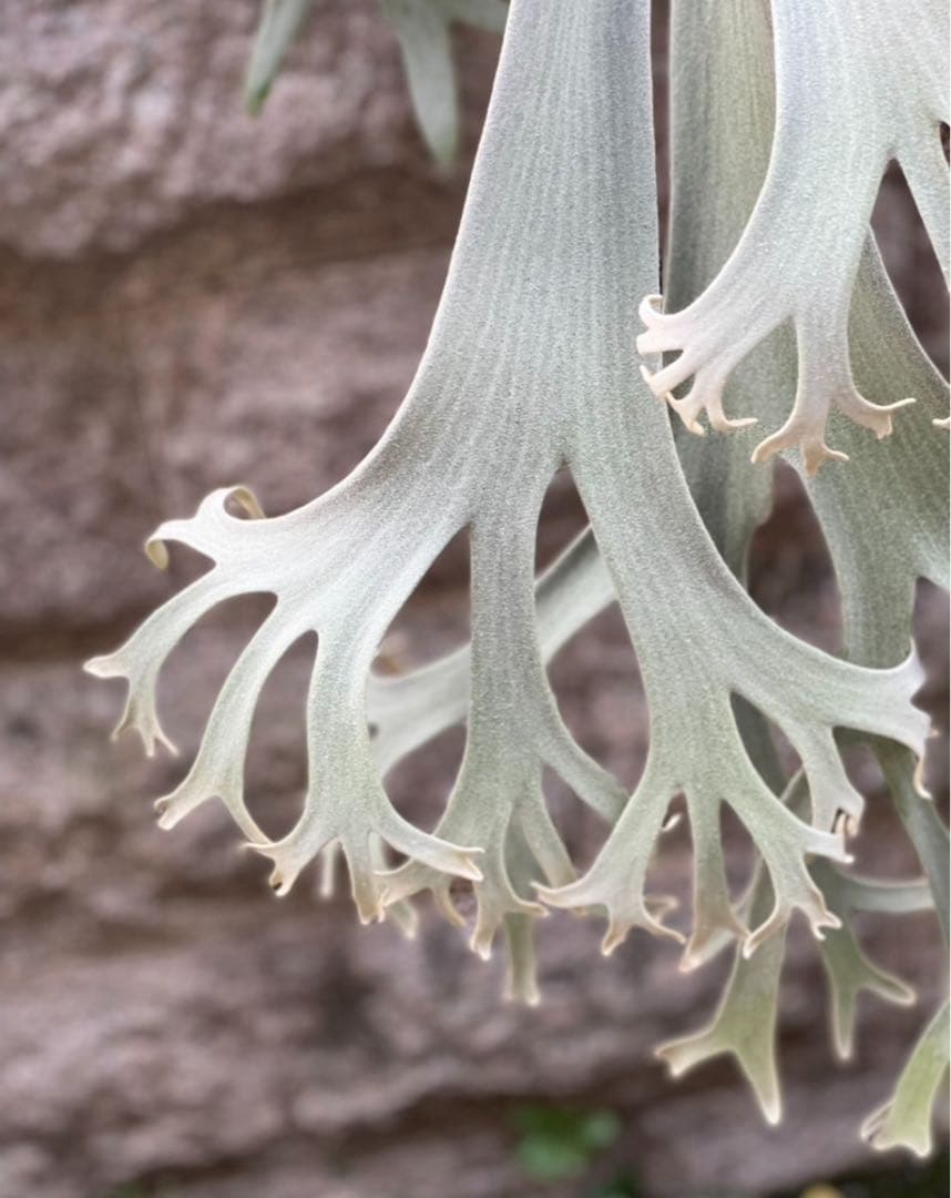 P.willinckii “Shirahoshi” (PUP)