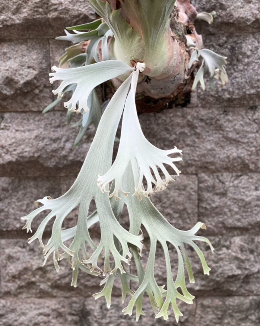 P.willinckii “Shirahoshi” (PUP)