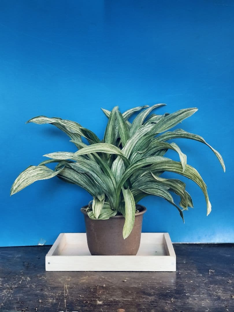 万年青 (根岸の松の実生) おもと 実生 ⑳