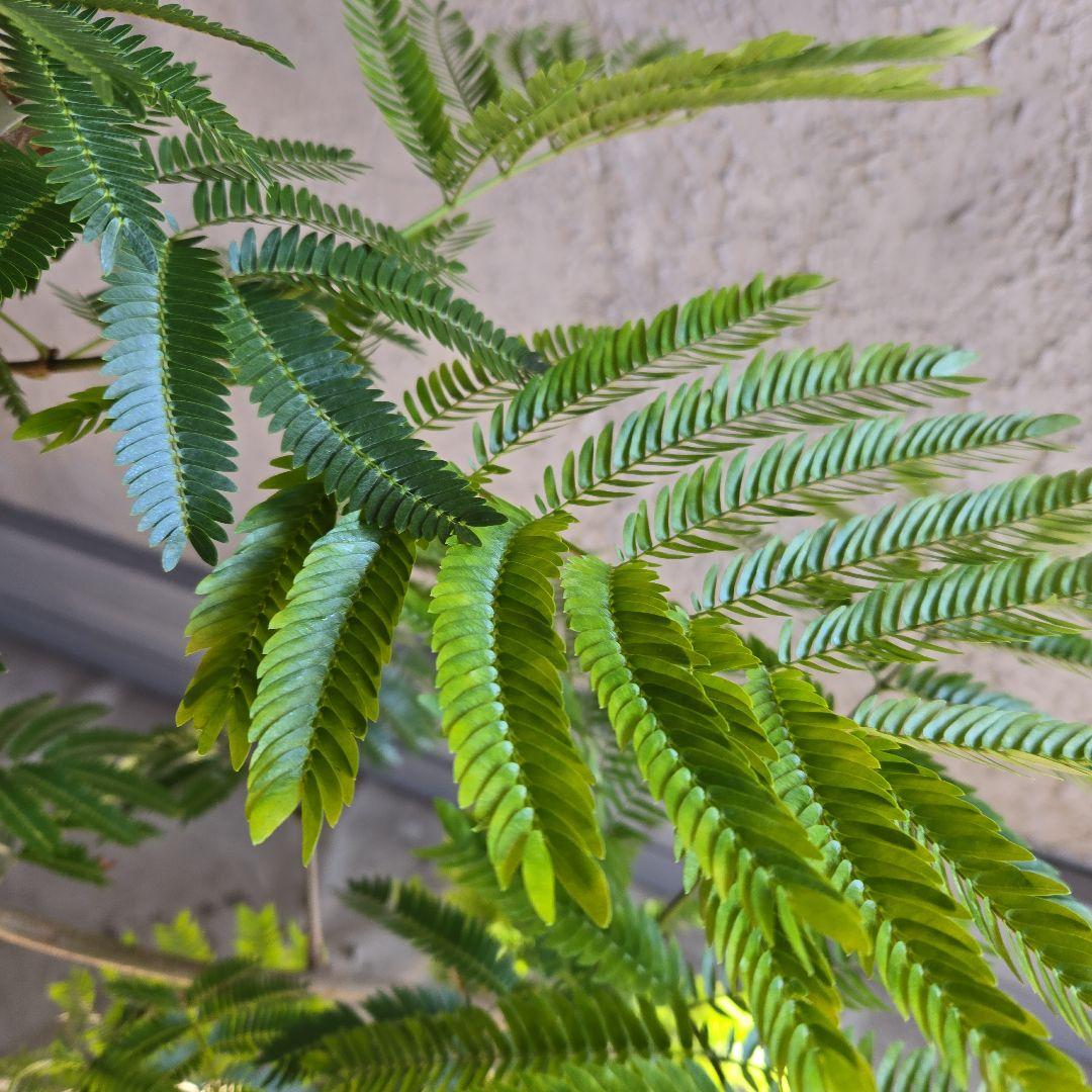 ⑪　エバーフレッシュ曲がり仕立て　8号特大苗木最高等級極上品‼️