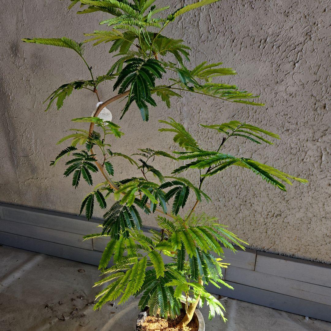 ⑪　エバーフレッシュ曲がり仕立て　8号特大苗木最高等級極上品‼️