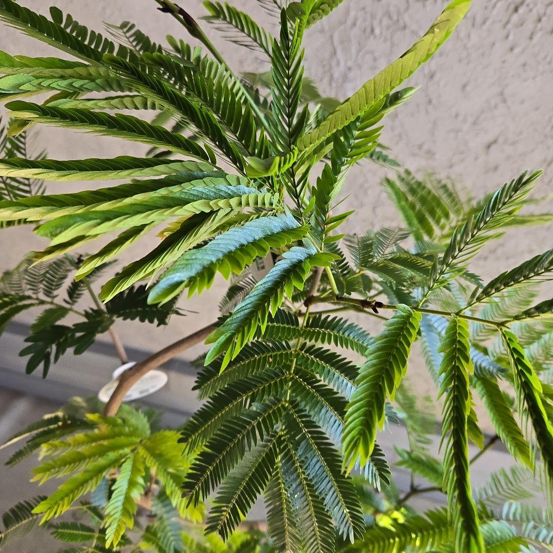 ⑪　エバーフレッシュ曲がり仕立て　8号特大苗木最高等級極上品‼️