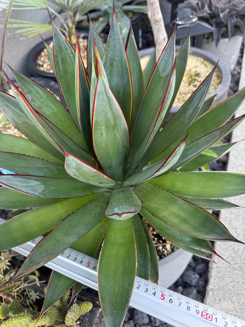 アガベ　ブルーグロー　大株