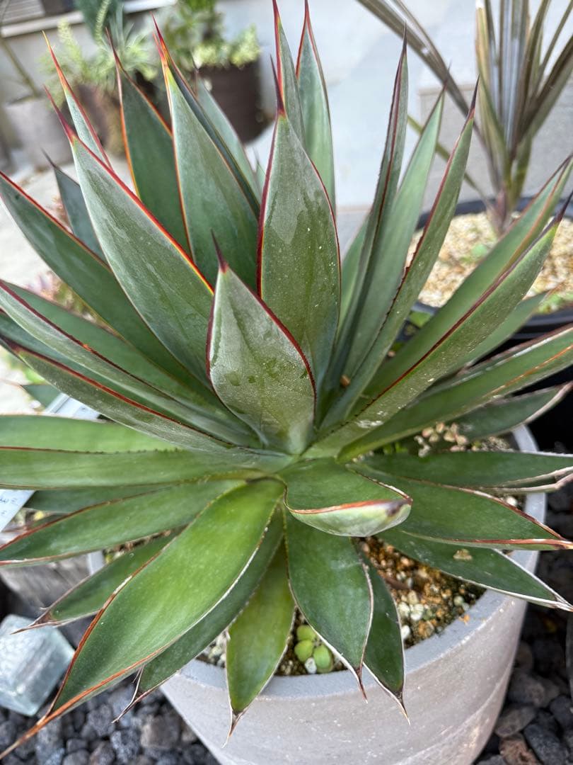 アガベ　ブルーグロー　大株