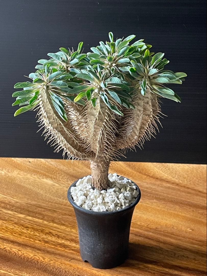 ユーフォルビア　ギラウミニアナ実生