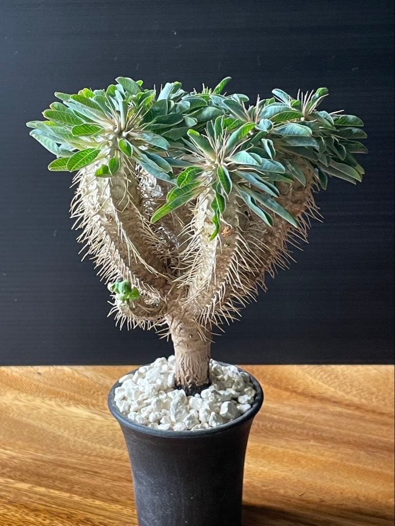 ユーフォルビア　ギラウミニアナ実生