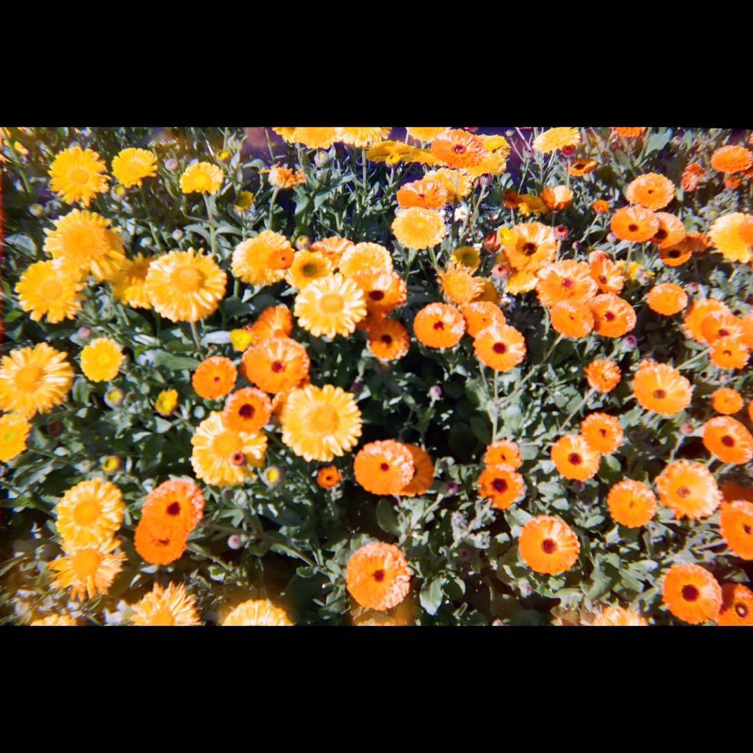 ミッキーマウス　フィルムカメラ