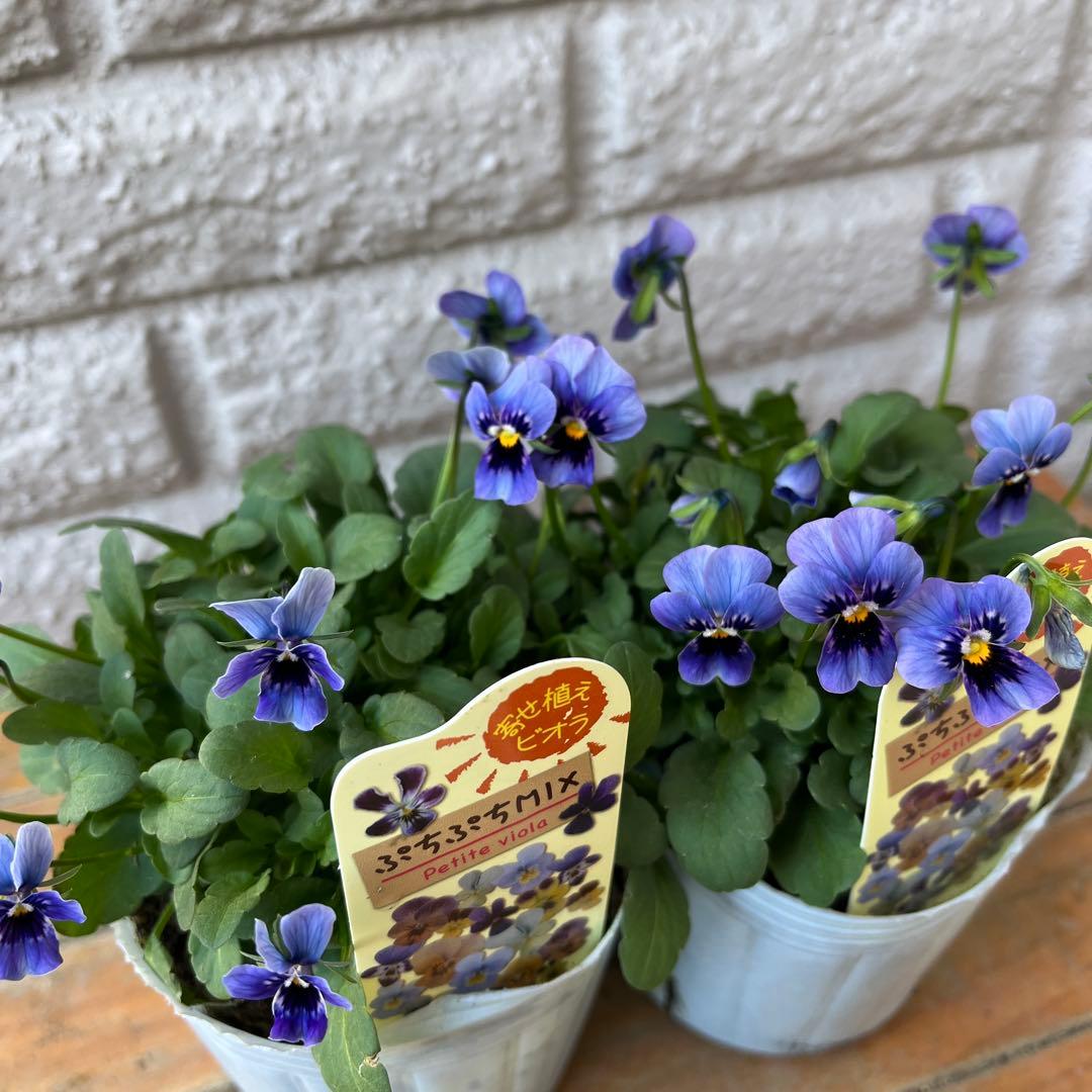あき ビオラ♡パンジー