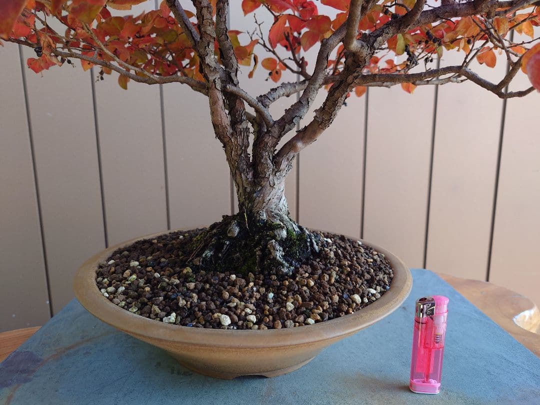 盆栽　ナツハゼ　樹高54cm