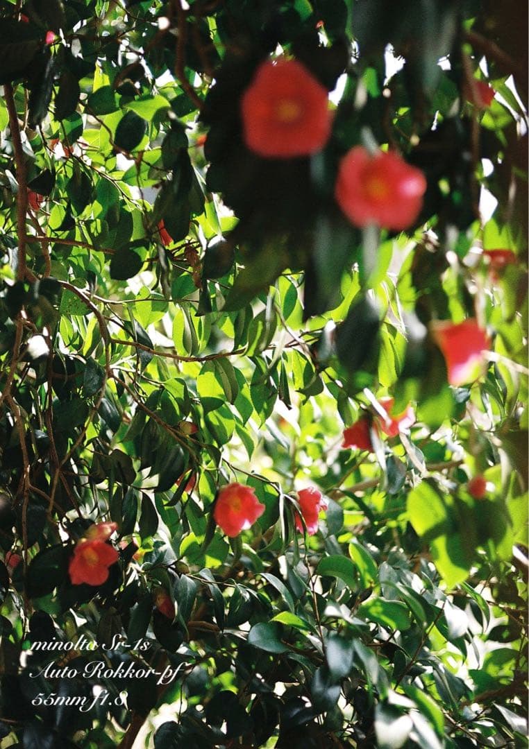 完動品＊美品＊初期保証★minolta Sr-1s&ロッコールレンズ★作例多数