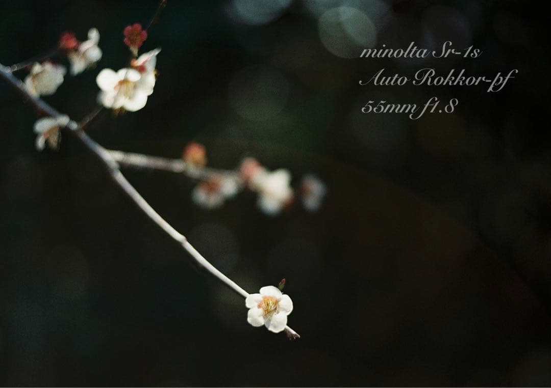 完動品＊美品＊初期保証★minolta Sr-1s&ロッコールレンズ★作例多数