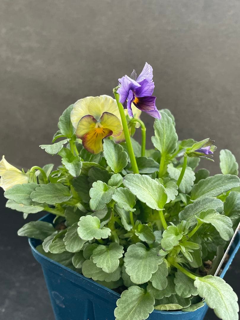 【花苗】サトウ園芸　ヌーヴェルヴァーグ　Nouvelle Vague N 4