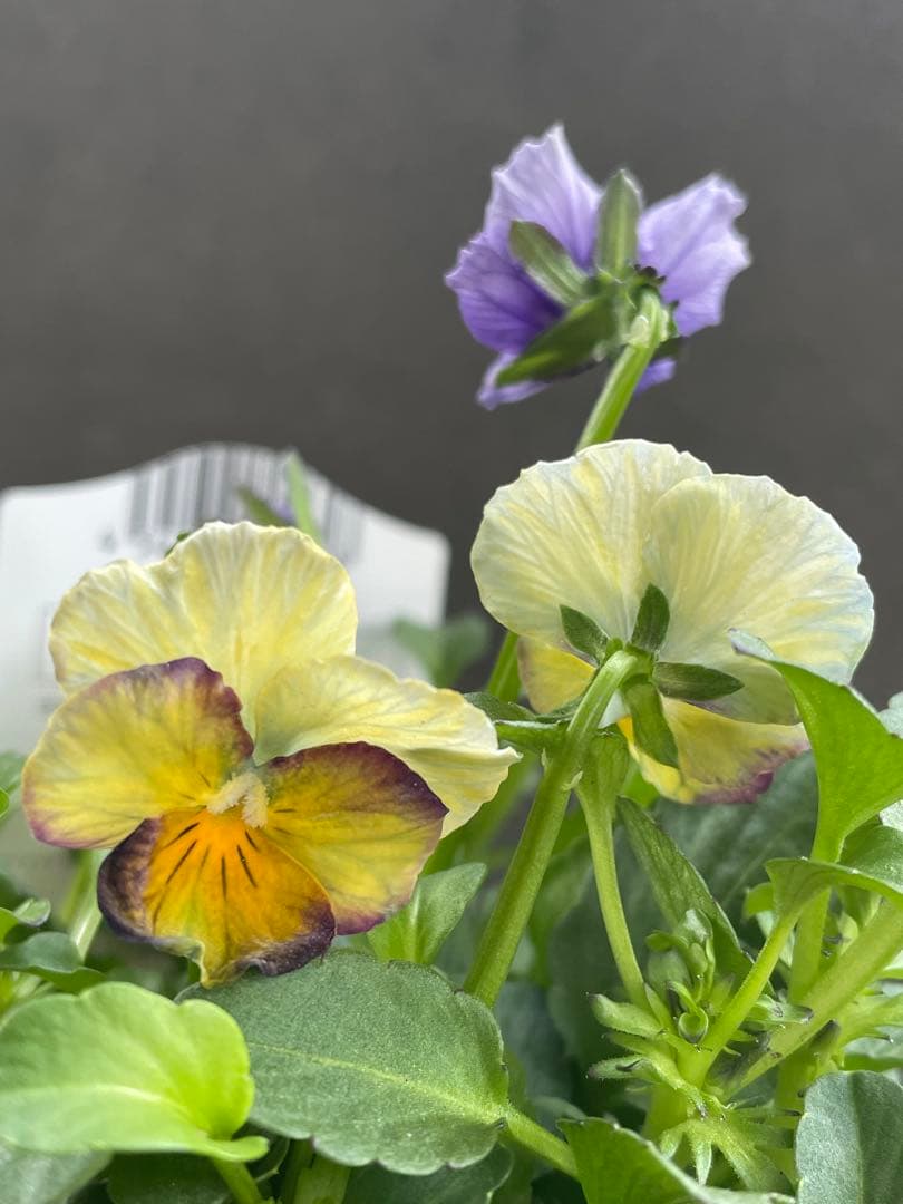 【花苗】サトウ園芸　ヌーヴェルヴァーグ　Nouvelle Vague N 4