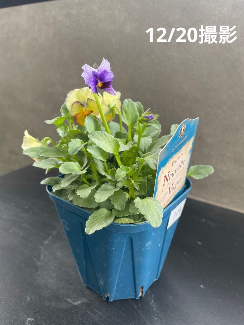 【花苗】サトウ園芸　ヌーヴェルヴァーグ　Nouvelle Vague N 4