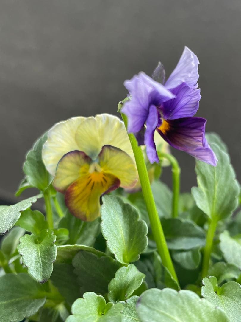 【花苗】サトウ園芸　ヌーヴェルヴァーグ　Nouvelle Vague N 4