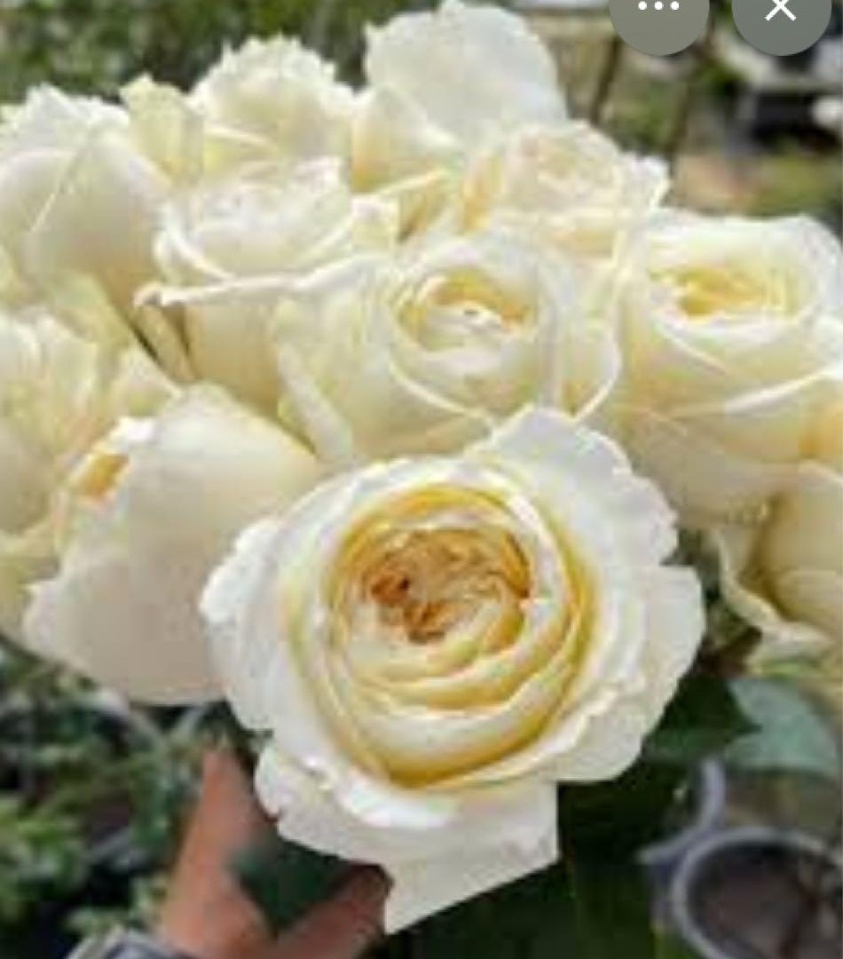 バラ苗切りバラ苗バラ苗、innoc♡ntバラ